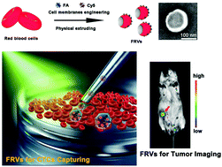 Graphical abstract: Erythrocyte-derived vesicles for circulating tumor cell capture and specific tumor imaging