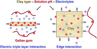 Graphical abstract: Dynamics of carbohydrate strands in water and interactions with clay minerals: influence of pH, surface chemistry, and electrolytes