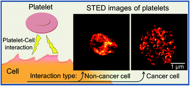 Graphical abstract: Super-resolution microscopy can identify specific protein distribution patterns in platelets incubated with cancer cells