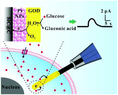 Graphical abstract: A single nanowire sensor for intracellular glucose detection