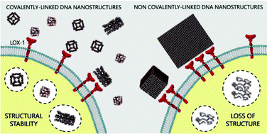 Graphical abstract: Cellular uptake of covalent and non-covalent DNA nanostructures with different sizes and geometries