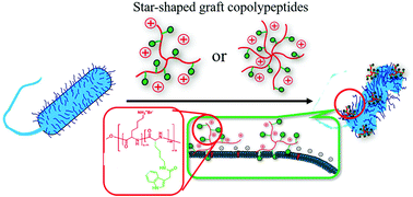 Graphical abstract: Star-shaped polypeptides exhibit potent antibacterial activities