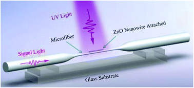 Graphical abstract: A ZnO nanowire-based microfiber coupler for all-optical photodetection applications