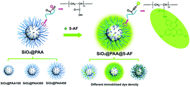 Graphical abstract: Ultrabright dye-loaded spherical polyelectrolyte brushes and their fundamental structure-fluorescence tuning principles