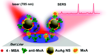 Graphical abstract: Detection of resistance protein A (MxA) in paper-based immunoassays with surface enhanced Raman spectroscopy with AuAg nanoshells