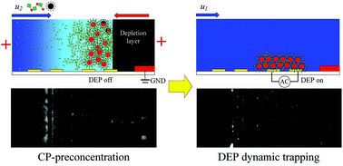 Graphical abstract: Combining dielectrophoresis and concentration polarization-based preconcentration to enhance bead-based immunoassay sensitivity