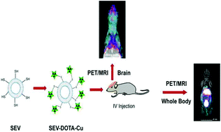 Graphical abstract: A positron-emission tomography (PET)/magnetic resonance imaging (MRI) platform to track in vivo small extracellular vesicles