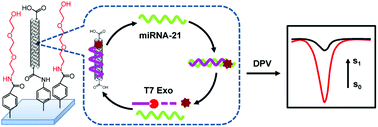 Graphical abstract: Exonuclease-assisted target recycling for ultrasensitive electrochemical detection of microRNA at vertically aligned carbon nanotubes