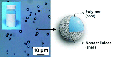 Graphical abstract: Fabrication of ultrathin nanocellulose shells on tough microparticles via an emulsion-templated colloidal assembly: towards versatile carrier materials