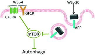 Graphical abstract: Induction of mTOR-dependent autophagy by WS2 nanosheets from both inside and outside of human cells