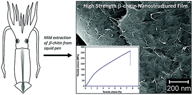 Graphical abstract: High strength nanostructured films based on well-preserved β-chitin nanofibrils