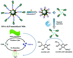 Graphical abstract: A nanozyme-based cascade colorimetric aptasensor for amplified detection of ochratoxin A