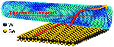Graphical abstract: Machine learning a bond order potential model to study thermal transport in WSe2 nanostructures