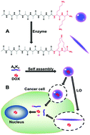 Graphical abstract: Transition from vesicles to nanofibres in the enzymatic self-assemblies of an amphiphilic peptide as an antitumour drug carrier