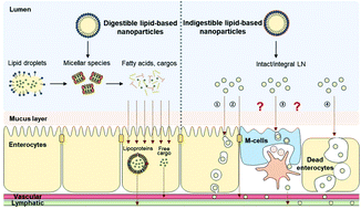 Graphical abstract: Biological fate of ingested lipid-based nanoparticles: current understanding and future directions