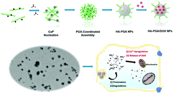 Graphical abstract: Polyglutamic acid-coordinated assembly of hydroxyapatite nanoparticles for synergistic tumor-specific therapy