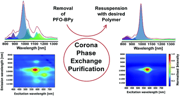 Graphical abstract: Chirality enriched carbon nanotubes with tunable wrapping via corona phase exchange purification (CPEP)