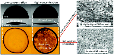 Graphical abstract: Sessile droplets containing carbon nanotubes: a study of evaporation dynamics and CNT alignment for printed electronics