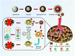 Graphical abstract: Multifunctional biomimetic nanoparticles loading baicalin for polarizing tumor-associated macrophages