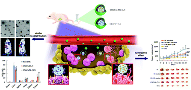 Graphical abstract: Selective targeting of tumor cells and tumor associated macrophages separately by twin-like core–shell nanoparticles for enhanced tumor-localized chemoimmunotherapy