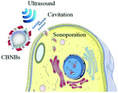 Graphical abstract: Biosynthetic nanobubbles for targeted gene delivery by focused ultrasound