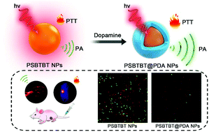 Graphical abstract: Mussel-inspired functionalization of semiconducting polymer nanoparticles for amplified photoacoustic imaging and photothermal therapy