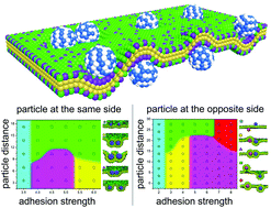 Graphical abstract: Curvature-mediated cooperative wrapping of multiple nanoparticles at the same and opposite membrane sides
