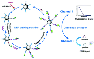 Graphical abstract: A three-dimensional DNA walking machine for the ultrasensitive dual-modal detection of miRNA using a fluorometer and personal glucose meter