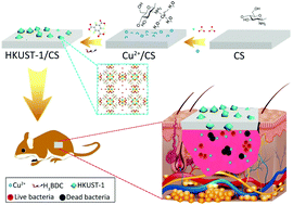 Graphical abstract: Copper metal–organic frameworks loaded on chitosan film for the efficient inhibition of bacteria and local infection therapy