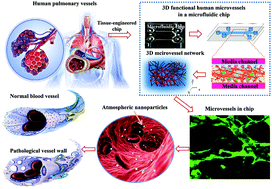 Graphical abstract: Atmospheric nanoparticles affect vascular function using a 3D human vascularized organotypic chip