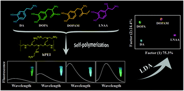 Graphical abstract: Fluorescent sensor array for separation-free dopamine analogue discrimination via polyethyleneimine-mediated self-polymerization reaction