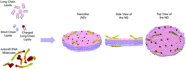 Graphical abstract: A universal discoidal nanoplatform for the intracellular delivery of PNAs