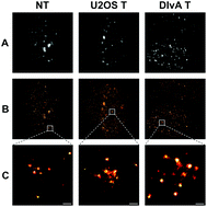 Graphical abstract: Quantification of DNA damage induced repair focus formation via super-resolution dSTORM localization microscopy