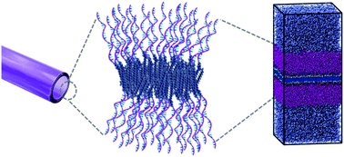 Graphical abstract: ssDNA-amphiphile architecture used to control dimensions of DNA nanotubes