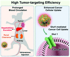 Graphical abstract: Facile in situ synthesis of ultrasmall near-infrared-emitting gold glyconanoparticles with enhanced cellular uptake and tumor targeting