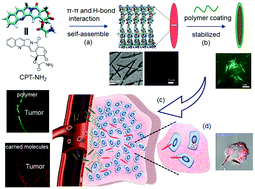 Graphical abstract: Acidity-responsive shell-sheddable camptothecin-based nanofibers for carrier-free cancer drug delivery