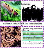 Graphical abstract: A hybrid bioinspired fiber trichome with special wettability for water collection, friction reduction and self-cleaning