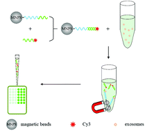 Graphical abstract: An aptamer-based new method for competitive fluorescence detection of exosomes