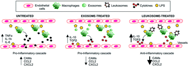 Graphical abstract: Macrophage-derived nanovesicles exert intrinsic anti-inflammatory properties and prolong survival in sepsis through a direct interaction with macrophages