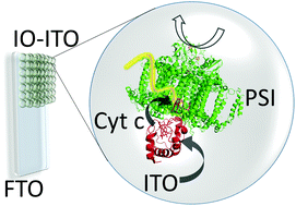 Graphical abstract: A precursor-approach in constructing 3D ITO electrodes for the improved performance of photosystem I-cyt c photobioelectrodes