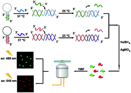 Graphical abstract: A versatile single-molecule counting-based platform by generation of fluorescent silver nanoclusters for sensitive detection of multiple nucleic acids