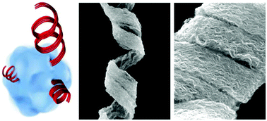 Graphical abstract: Solution synthesis of helical gold nanowire bundles