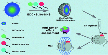 Graphical abstract: Nanoparticles modified by triple single chain antibodies for MRI examination and targeted therapy in pancreatic cancer