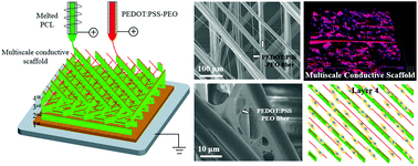 Graphical abstract: Electrohydrodynamic 3D printing of layer-specifically oriented, multiscale conductive scaffolds for cardiac tissue engineering