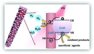 Graphical abstract: Ultrafine CoO nanoparticles as an efficient cocatalyst for enhanced photocatalytic hydrogen evolution
