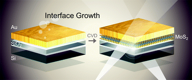 Graphical abstract: Monolayer MoS2 growth at the Au–SiO2 interface