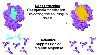 Graphical abstract: Nanopatterning protein antigens to refocus the immune response