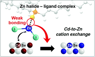 Graphical abstract: Direct cation exchange of CdSe nanocrystals into ZnSe enabled by controlled binding between guest cations and organic ligands