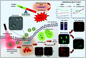Graphical abstract: Light-triggered selective ROS-dependent autophagy by bioactive nanoliposomes for efficient cancer theranostics