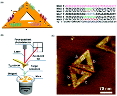 Graphical abstract: Atomic force microscopy-based single-molecule force spectroscopy detects DNA base mismatches